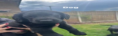 Springador Puppy 1