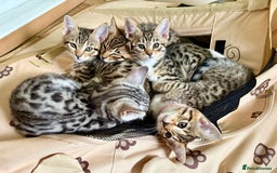 Mixed Breed cats for sale: All went to a good home 💕 thanks - Image 7