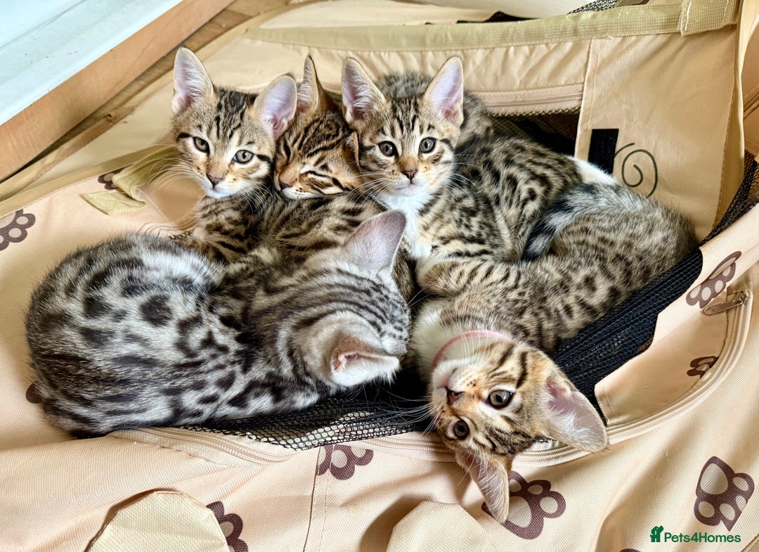 Mixed Breed cats for sale: All went to a good home 💕 thanks - Image 7