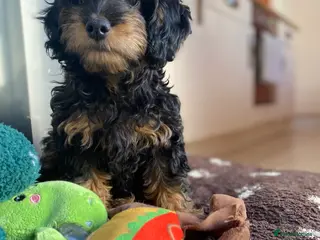 Cockapoo dogs 2 girls F1b READY TO GO NOW - Advert 3