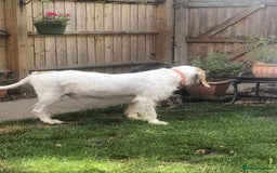 Mixed Breed dogs for adoption: Rufus - lovely Grand Griffon Vendeen for adoption - Image 3