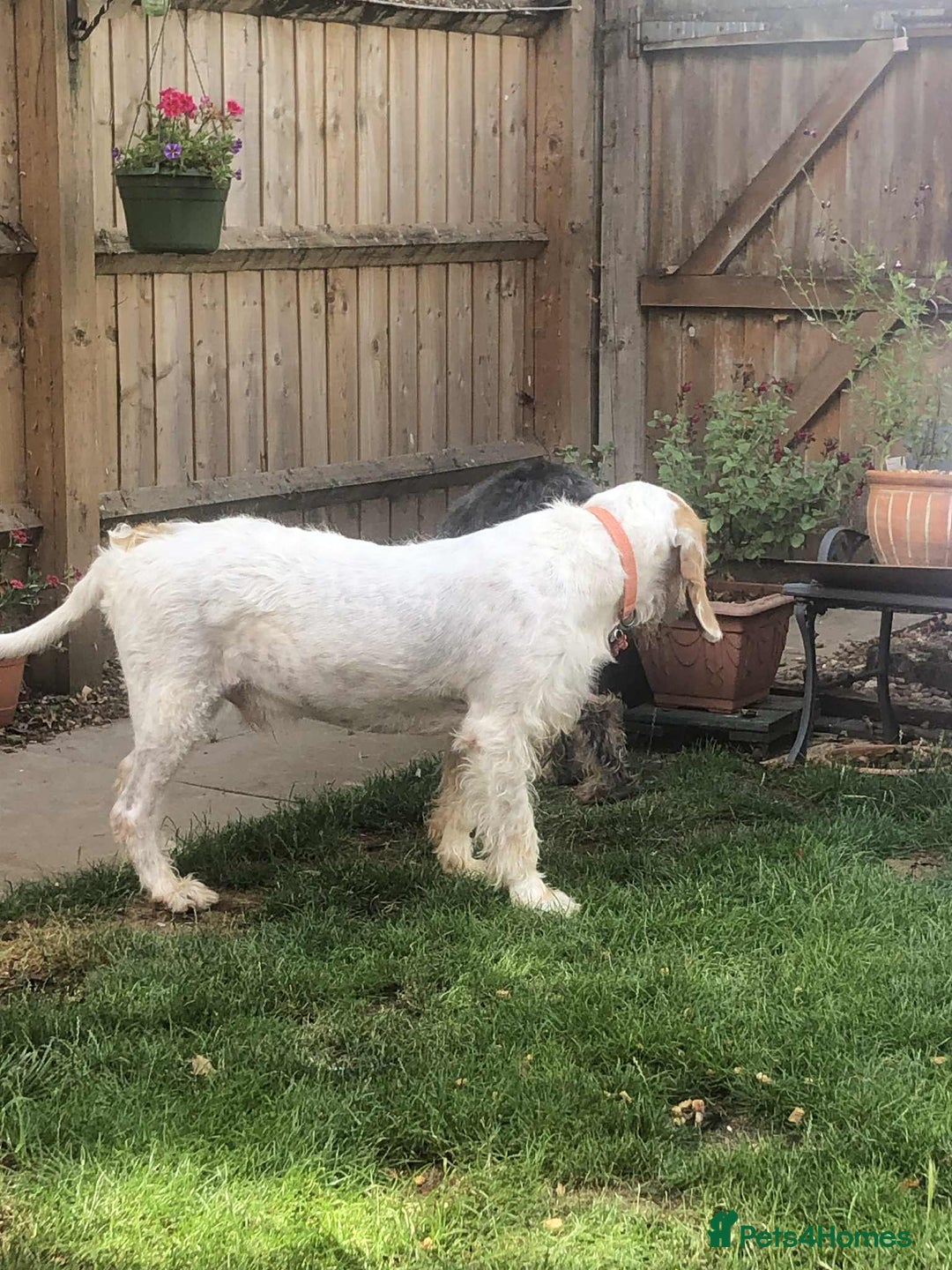 Mixed Breed dogs for adoption: Rufus - lovely Grand Griffon Vendeen for adoption - Image 3