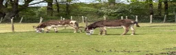 Donkey livestock for sale: Ben and Jerry, bonded gelding donkeys - Advert 2