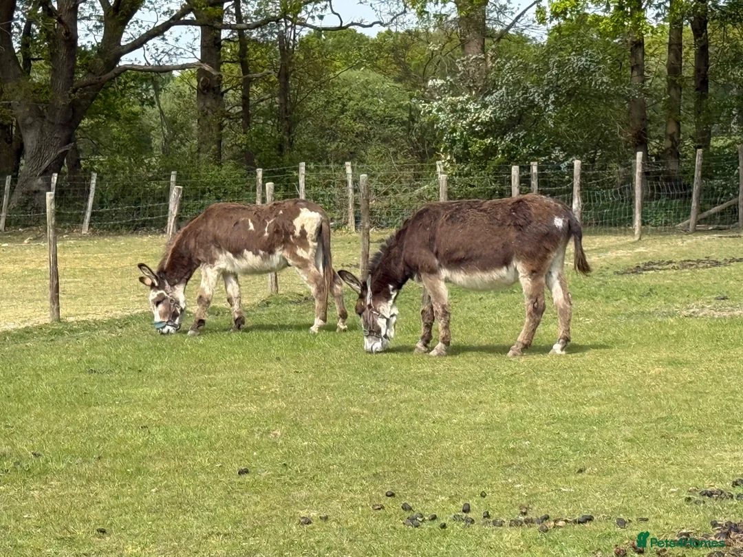 Donkey livestock for sale: Ben and Jerry, bonded gelding donkeys - Advert 2