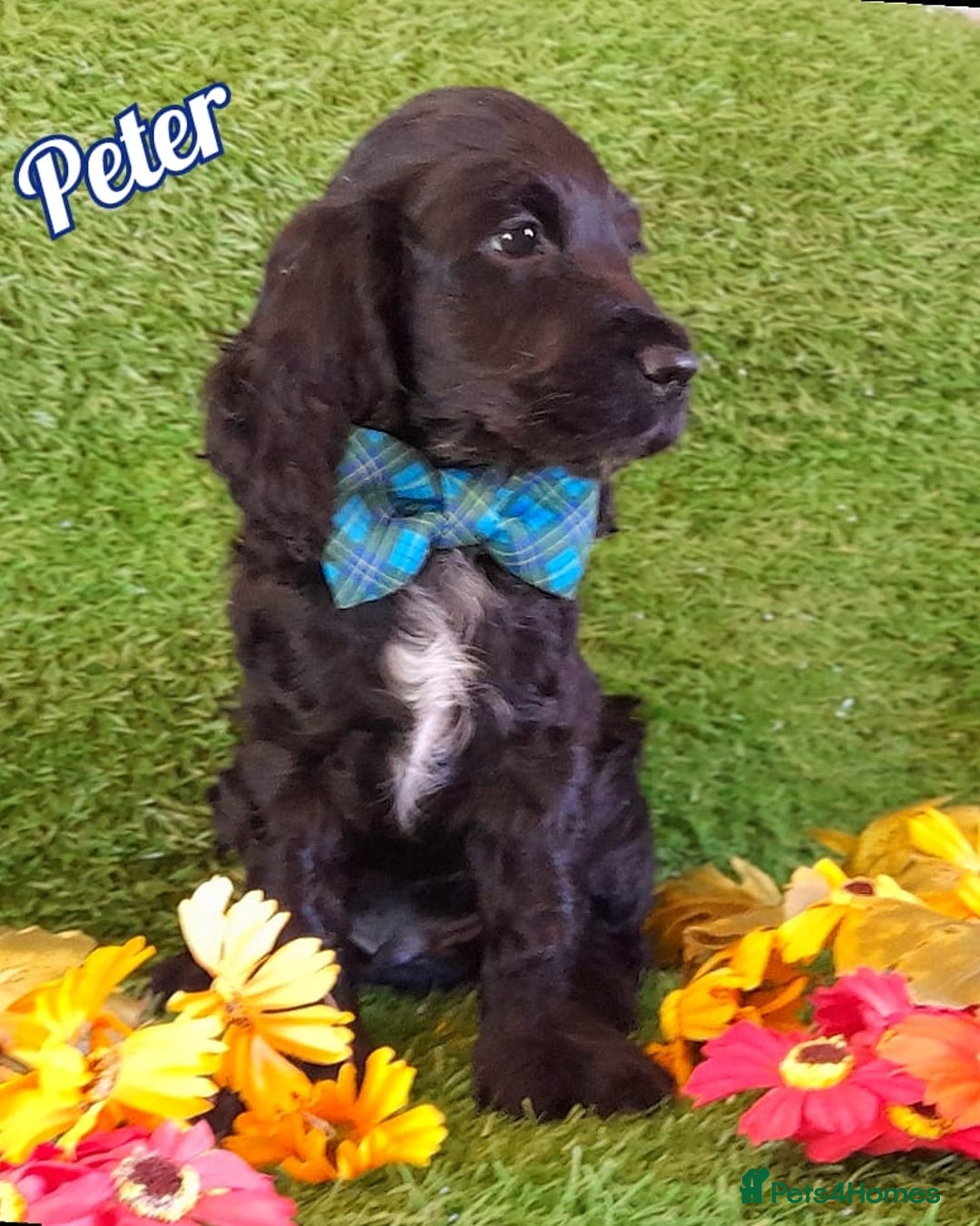 Cocker Spaniel dogs for sale: Handsome Show Cocker Spaniel - Advert 2