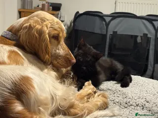 Mixed Breed cats Beautiful female Kittens - Advert 3