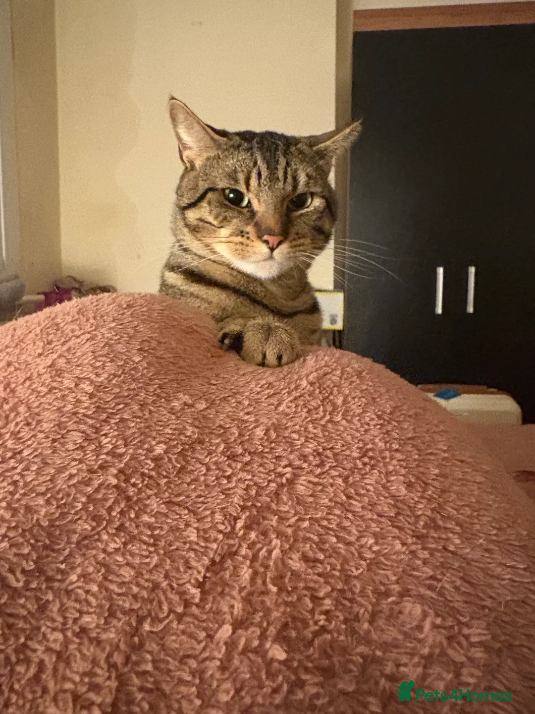 Mixed Breed cats for sale: Vinnie  - Advert 2