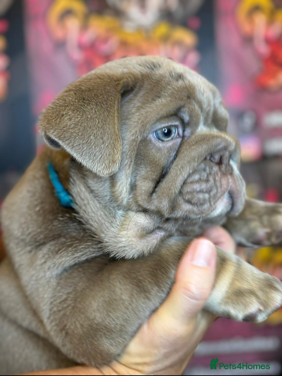 English Bulldog dogs for stud: Lowkey, Pink & Fluffy carrier Proven Stud!  - Image 13