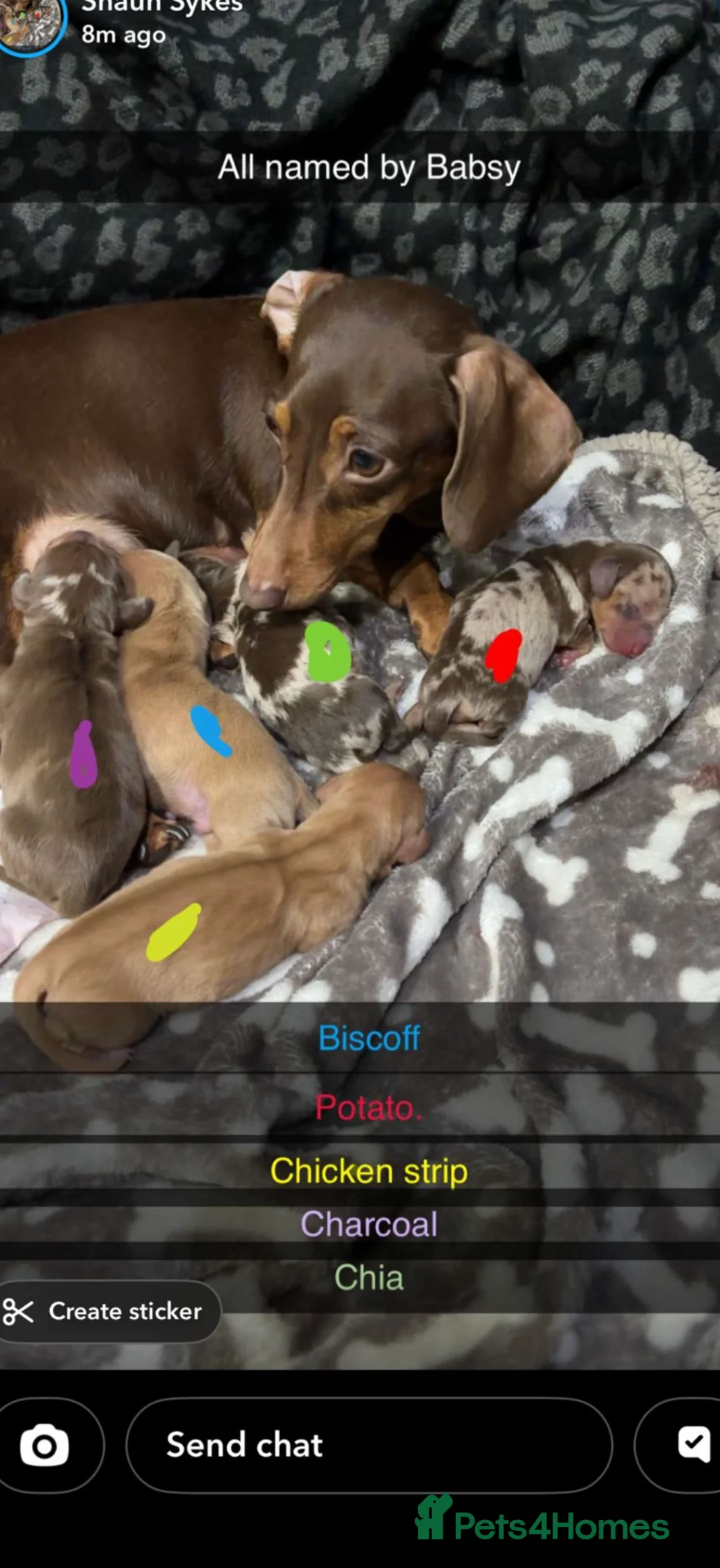 Miniature Dachshund dogs for sale: Miniature dashhounds  in Ilkley - Advert 2