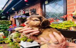 Cocker Spaniel dogs for sale: lyncham cocker spaniels - Image 3