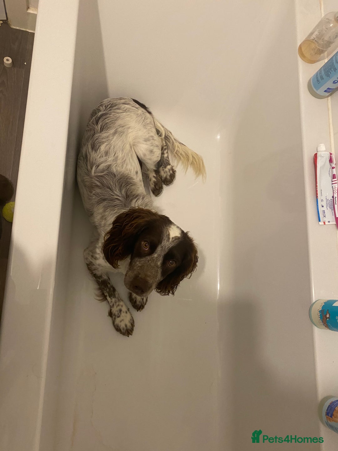 Cocker Spaniel dogs for stud: Crazy Cocker spaniel for studding. in Kettering - Image 19