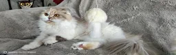 Scottish Fold cats for sale: Playful and affectionate kittens  - Advert 6