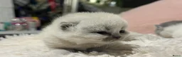 British Shorthair cats for sale: Pure British Shorthair Outstanding Kittens 😻🏆🥇 - Advert 12