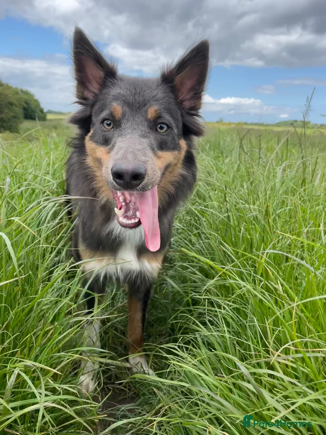 Border Collie dogs for stud: Stunning Proven Blue Tricolour Border Collie Stud in Hull - Advert 2