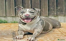 Alapaha Blue Blood Bulldog dogs for sale: Blue Merle with one blue and one green eye Female - Advert 9