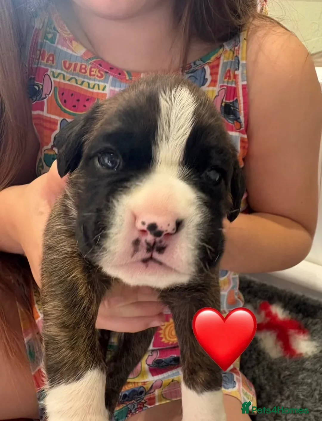 Boxer dogs for sale: Beautiful Boxer Puppies  in Stoke-on-Trent - Advert 7