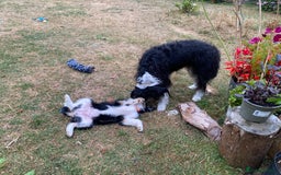 Mixed Breed dogs for sale: Collie mixed breed puppies - Image 13