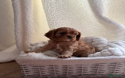 Cavalier King Charles Spaniel dogs for sale: ONE RUBY BOY LEFT Cavalier King Charles  - Image 31