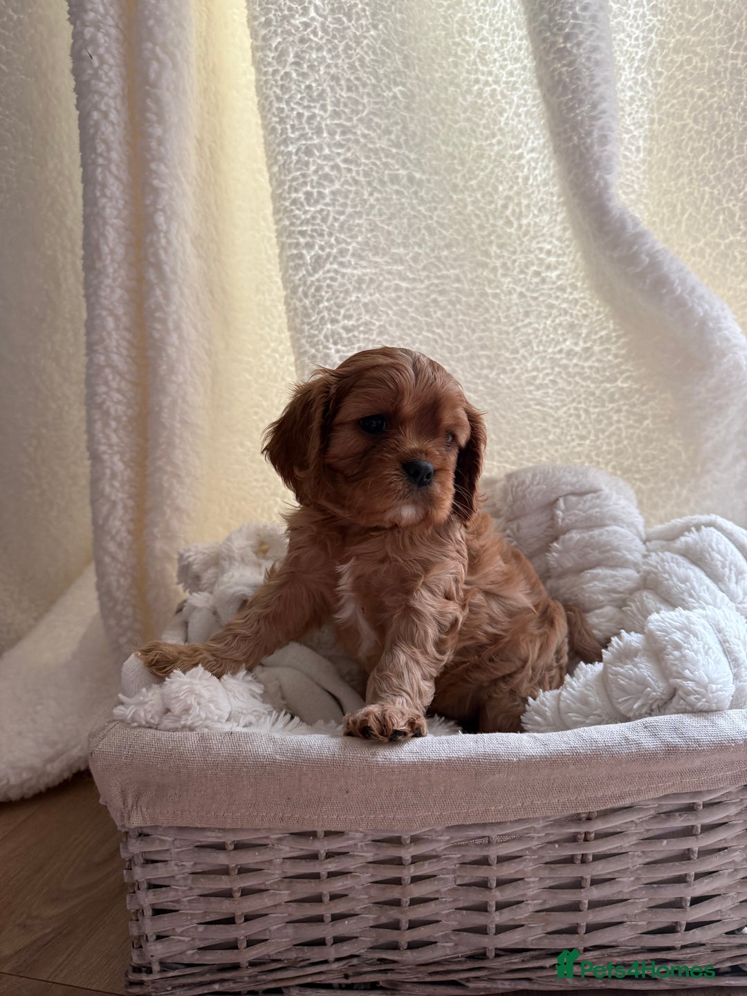 Cavalier King Charles Spaniel dogs for sale: ONE RUBY BOY LEFT Cavalier King Charles  - Image 31