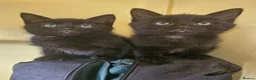 Maine Coon cats for sale: Beautiful black fluffy kittens - Advert 5