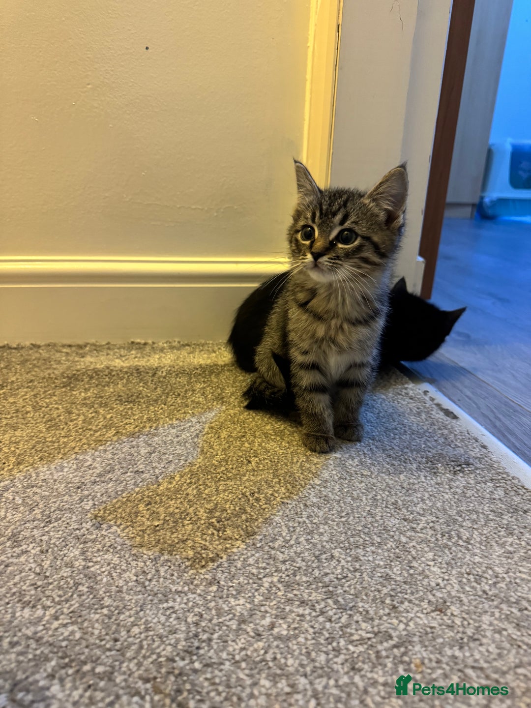 Ragdoll cats for sale: Taddy mixed with ragdoll for sale  - Advert 15