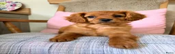 Cavapoo dogs for sale: Beautiful F2 Cavapoos - Advert 7