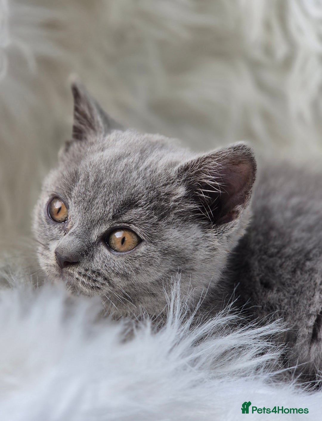 British Shorthair cats for sale: Absolute darling BSH kits GCCF Reg Fantastic type - Image 1