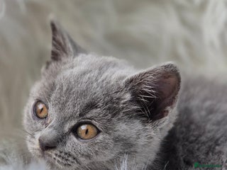 British Shorthair cats - Advert 28