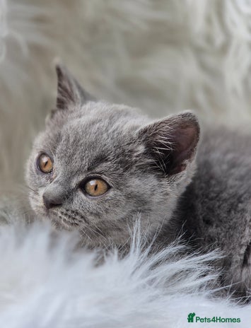 British Shorthair cats - Advert 14
