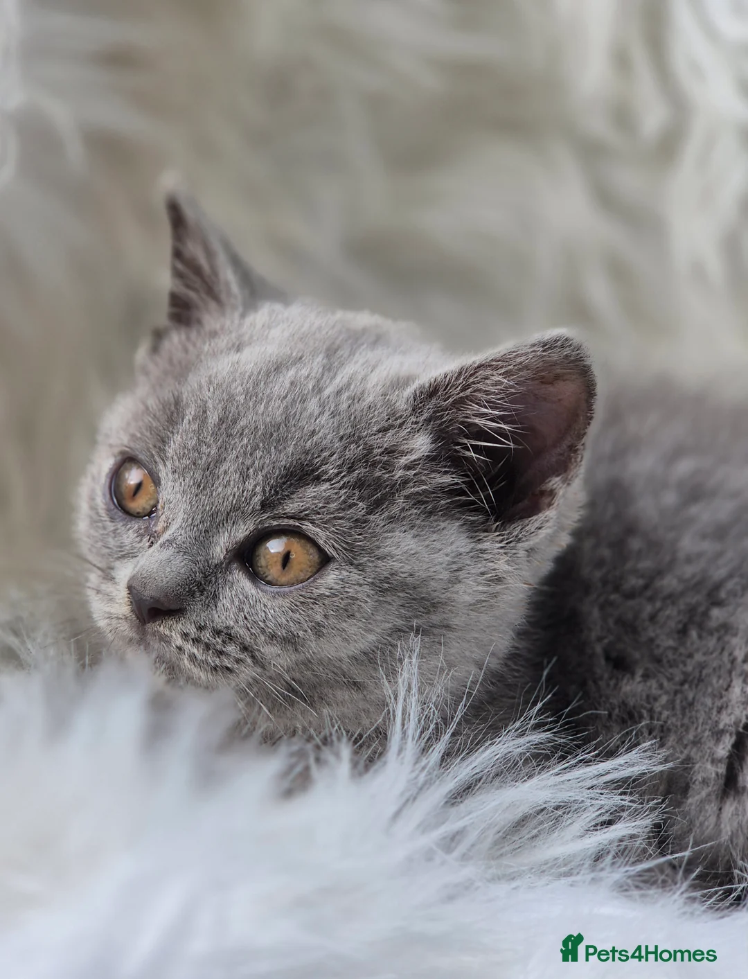 British Shorthair cats for sale: Stunning BSH kitten GCCF Reg Champion sired - Advert 10