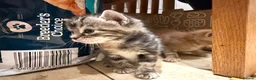 Mixed Breed cats for sale: Gorgeous friendly kittens  - Advert 5