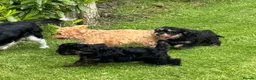 Cavapoo dogs for sale: Healthy comical characters- delightful puppies - Advert 14