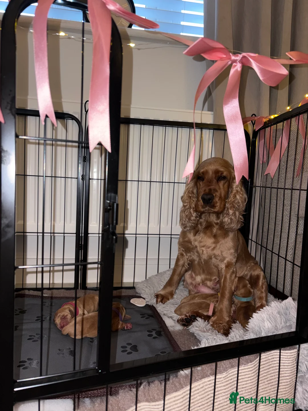 Cocker Spaniel dogs for sale: Show type cocker spaniels - Advert 1