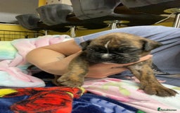 Boxer dogs for sale: Boxer  - Image 1