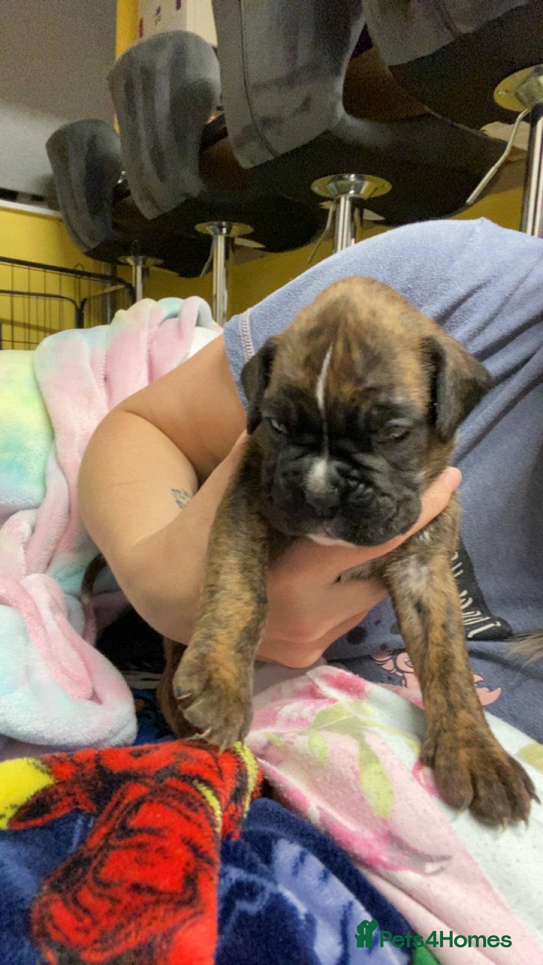 Boxer dogs for sale: Boxer  - Image 1