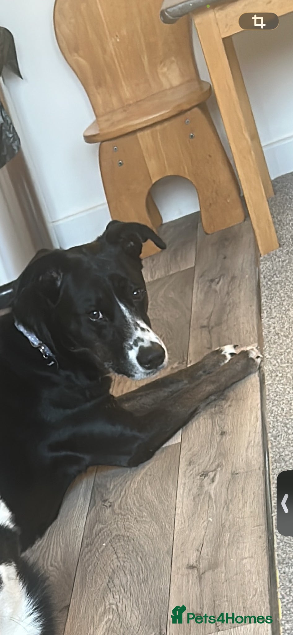 Mixed Breed dogs This is Leya - Advert 10