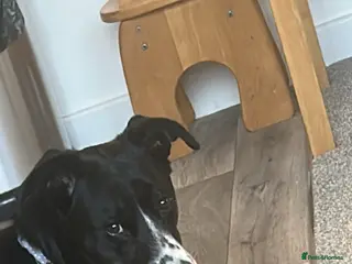 Mixed Breed dogs This is Leya - Advert 10