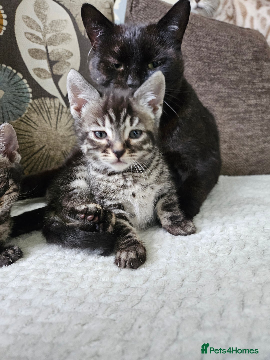 Bengal cats for sale: 9 week old bengal cross  - Advert 5