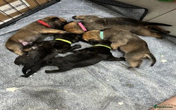 Mixed Breed dogs for sale: American Staff x Bullmastiff Pups  - Image 6