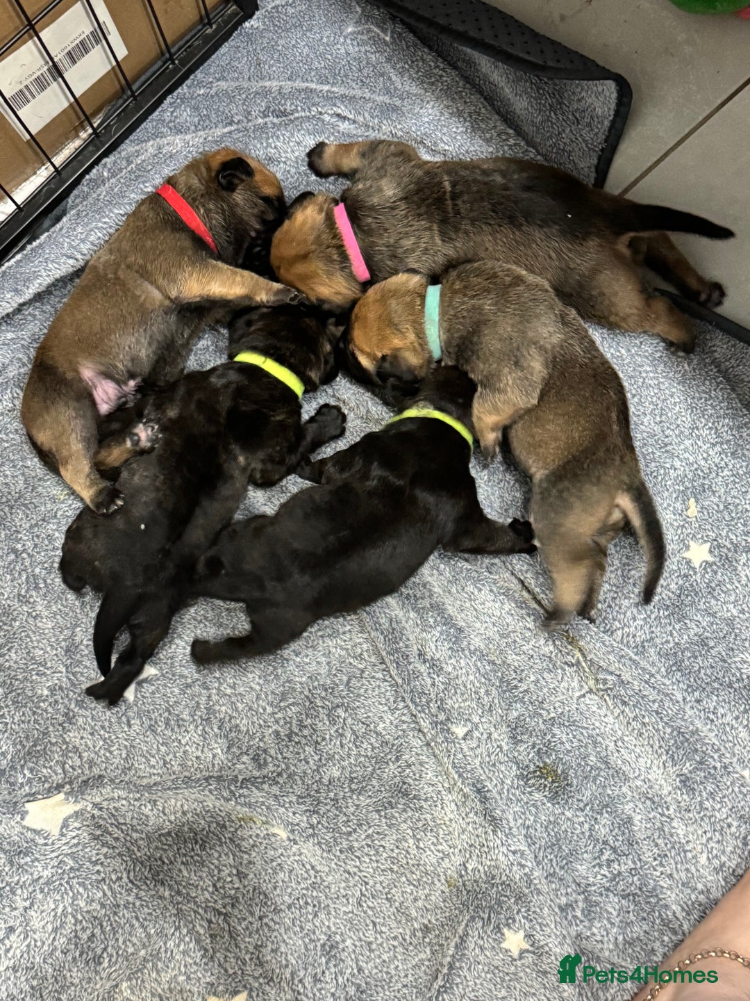 Mixed Breed dogs for sale: American Staff x Bullmastiff Pups  - Image 6