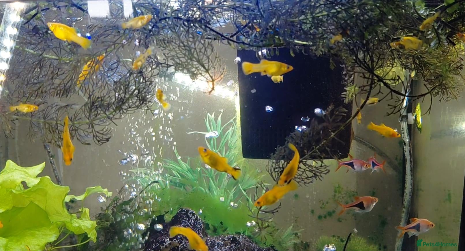 Mollies fish Molly fish juveniles  - Advert 5