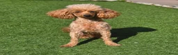 Toy Poodle dogs for sale: Toy Poodle Girl in Motherwell - Advert 1