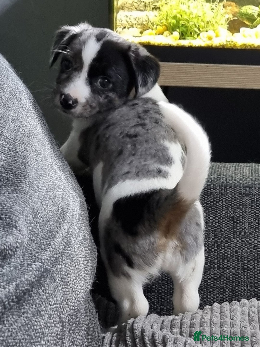 Jack Russell dogs for sale: Jack Russell Pups (ready 24th July) - Image 1