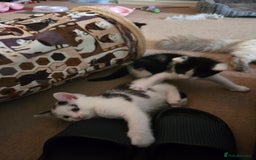 Mixed Breed cats for sale: Ragdoll X Kittens - Image 5