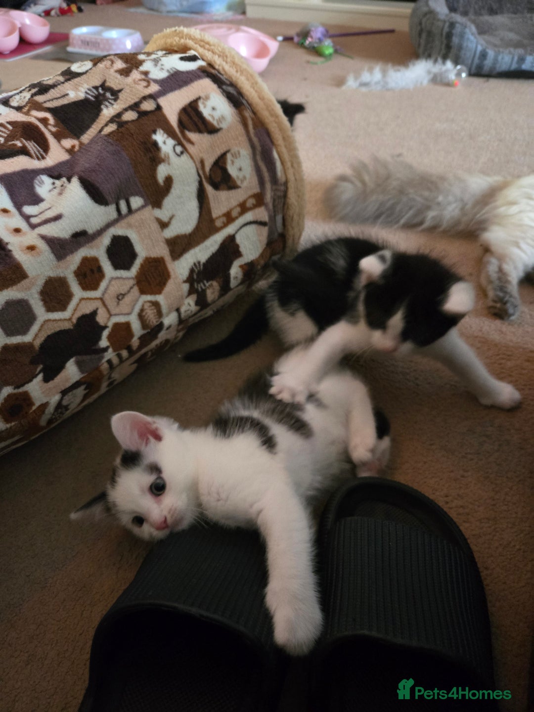 Mixed Breed cats for sale: Ragdoll X Kittens - Image 5