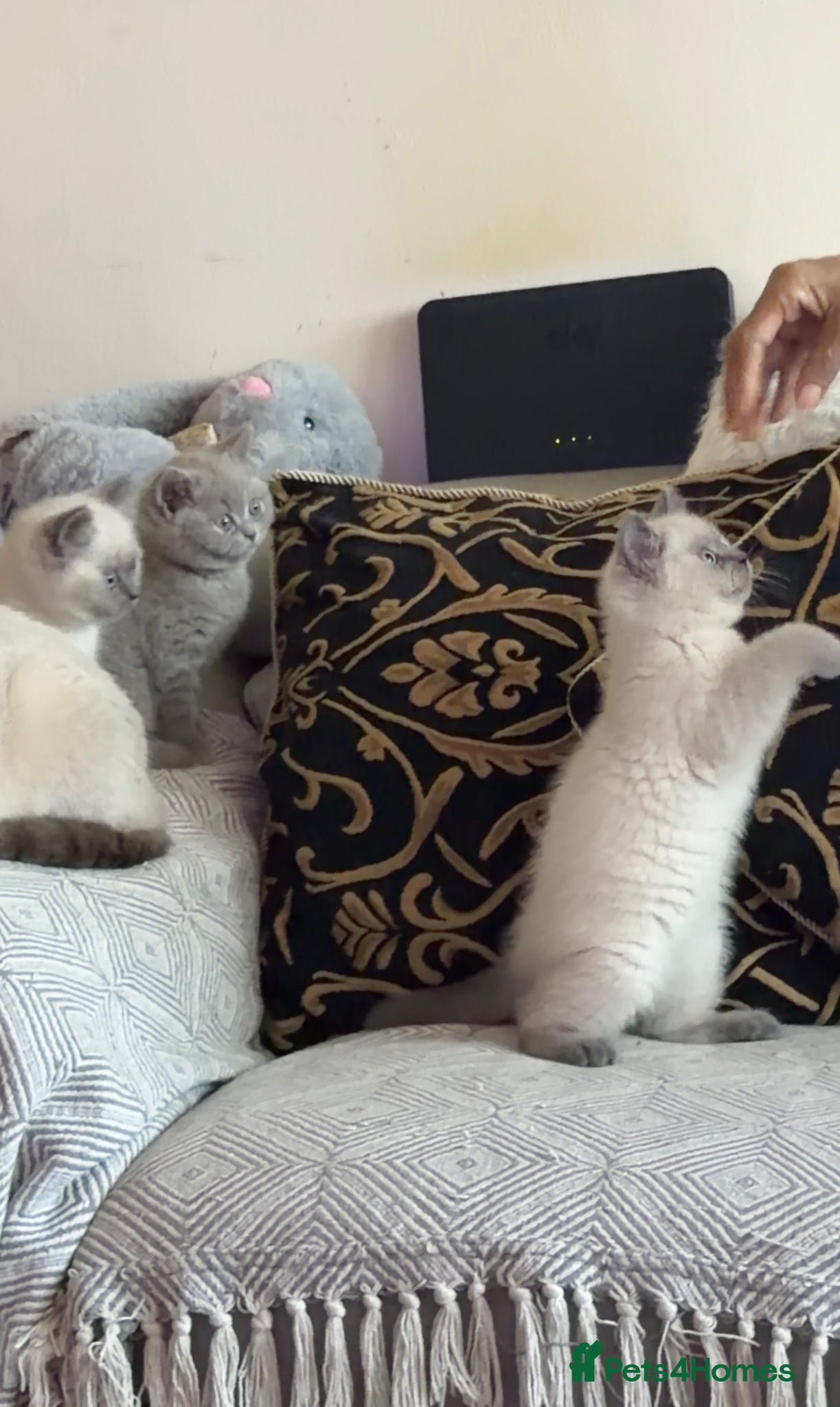 British Shorthair cats for sale: British Shorthair Kittens🐻 - Advert 1
