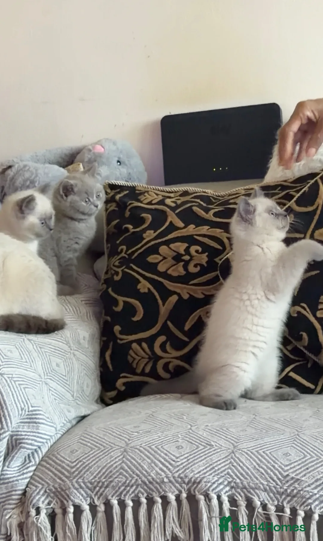 British Shorthair cats for sale: British Shorthair Kittens🐻 - Advert 1
