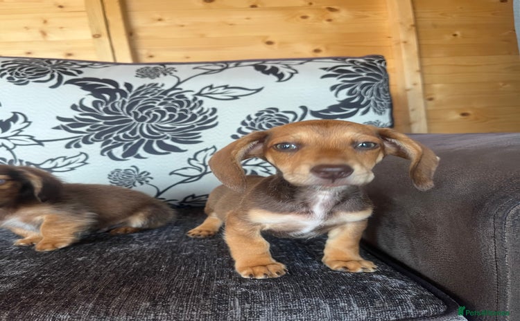 Miniature Dachshund dogs - Advert 16