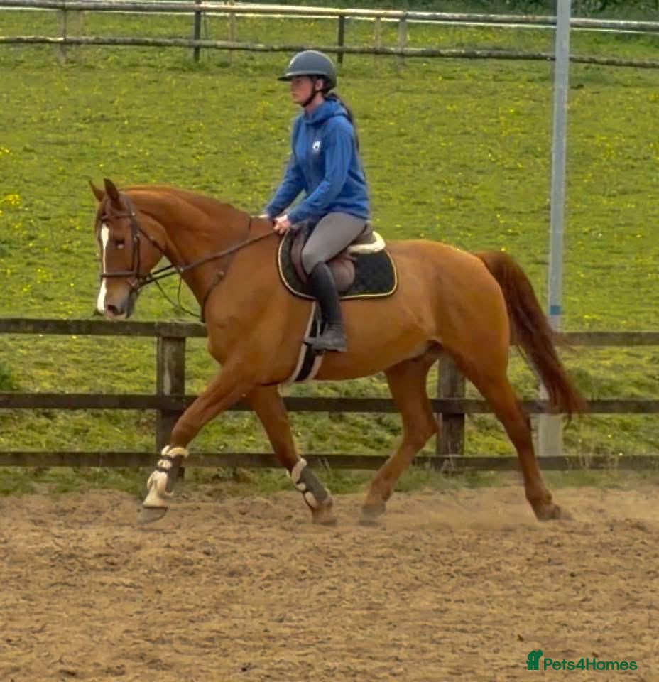 KWPN horses Floris - A true all round sweet heart  - Advert 9