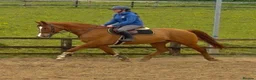 KWPN horses for sale: Floris - A true all round sweet heart  - Advert 1